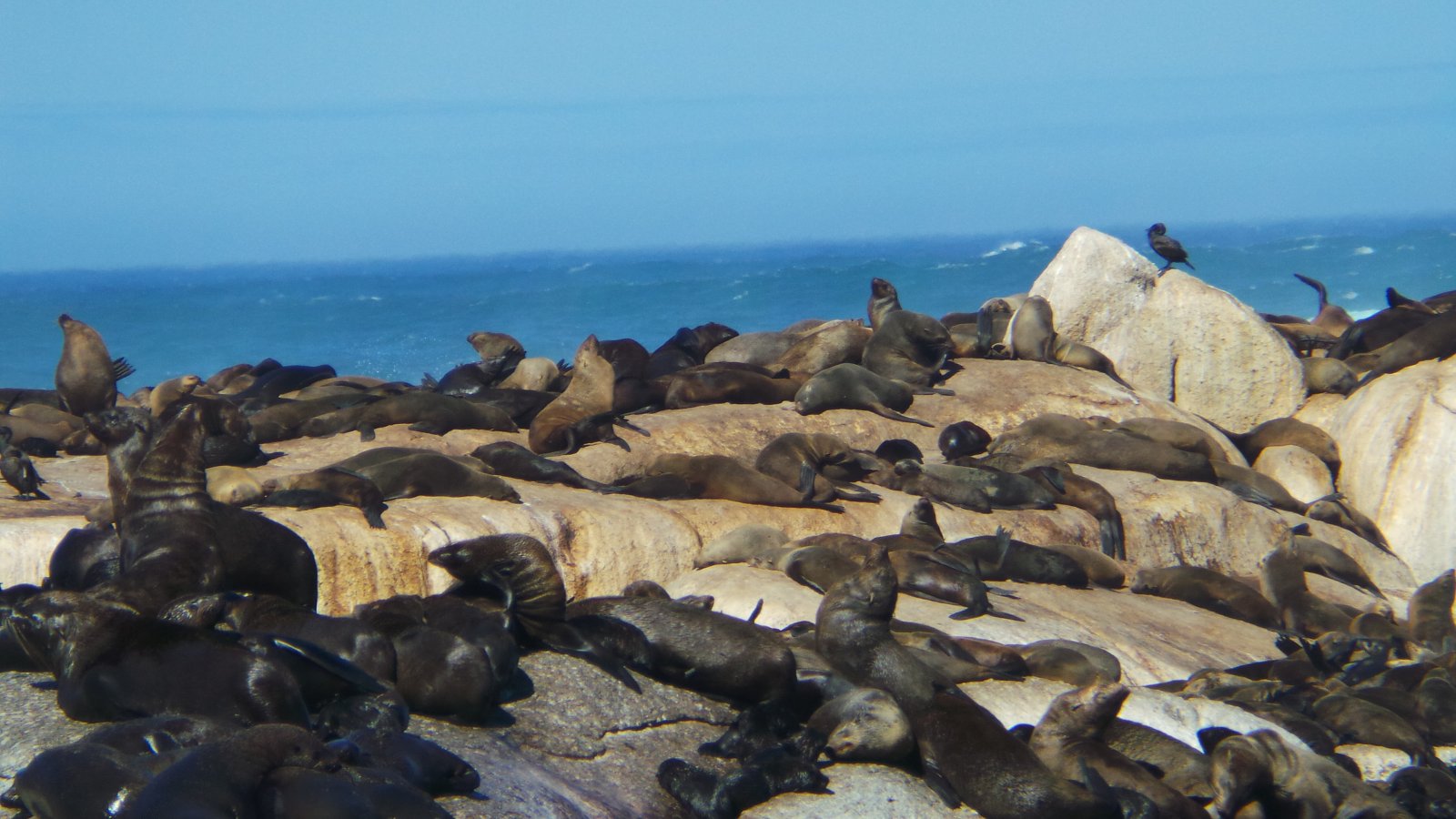 Seal Watching29